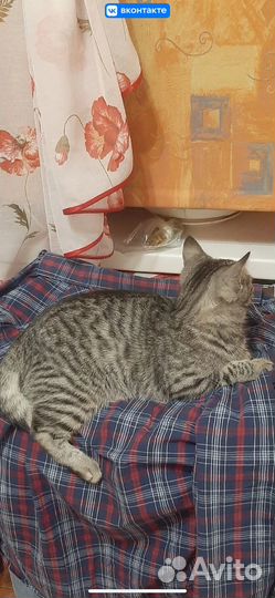 Отдам кота в добрые руки