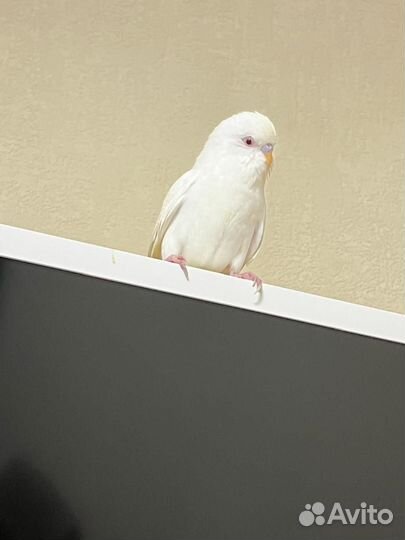 Волнистый попугай