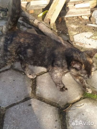 Котята 5 месяцев