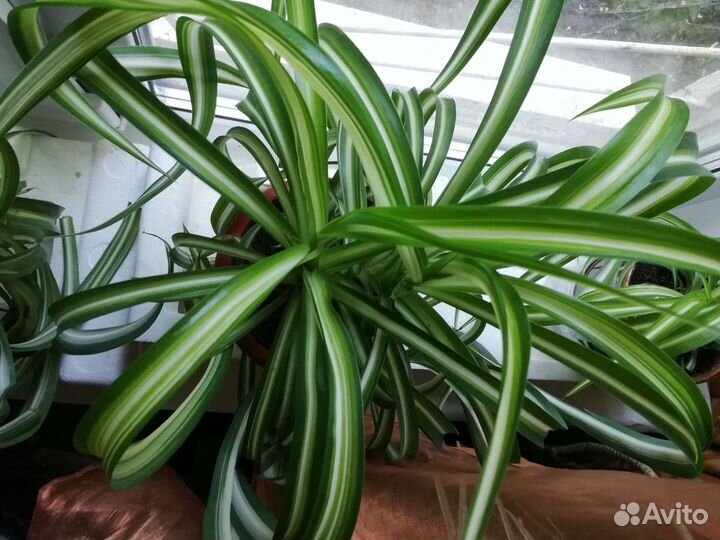 Хлорофитум Бонни кудрявый, 8 растений