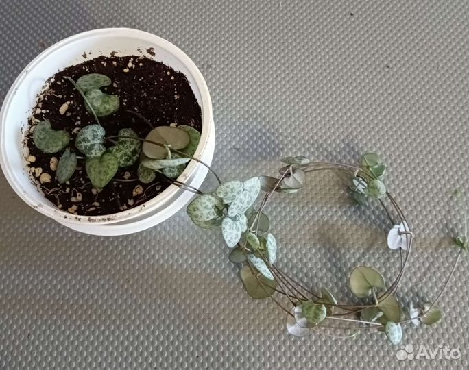 Лансифолия,Церопегия, Фикус бенджамина