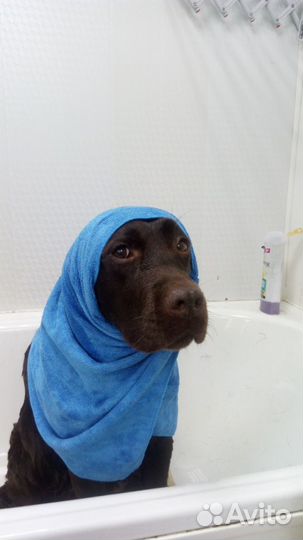 Стрижка домашних животных