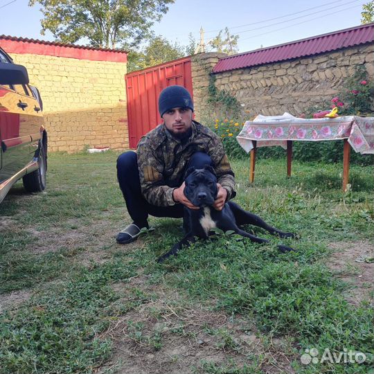 Вязка кобеля Питбуля