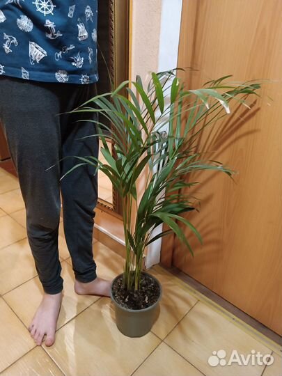 Пальма Арека/Дипсис 90 см