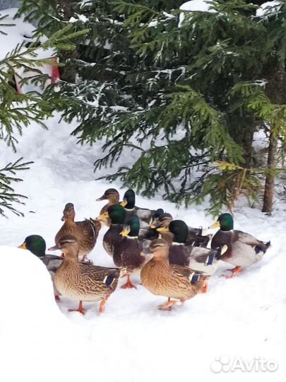 Утки подсадные для охоты сертифицированы