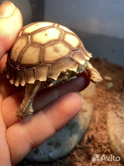 Черепаха