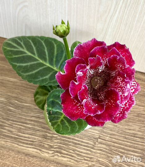 Глоксиния махровая детка «ен Витаминка»