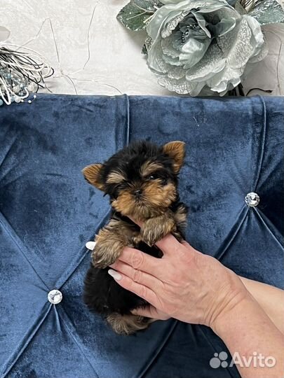 Мини девочки и мальчики