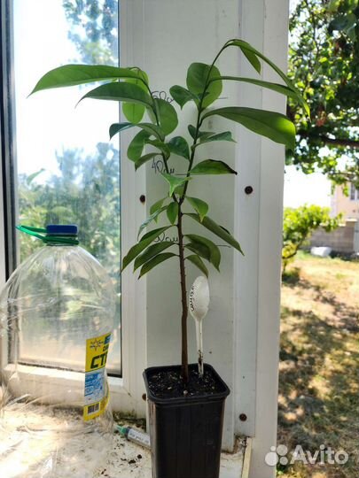 Саусеп экзотика