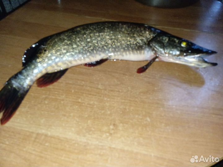 Свежая рыба