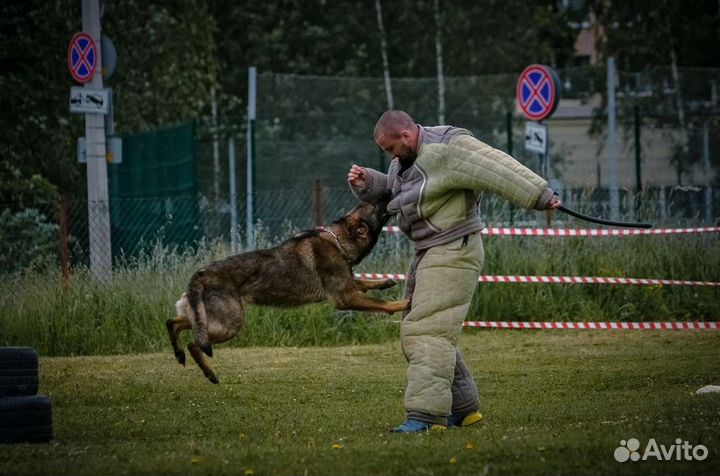Кинолог. Дрессировка собак