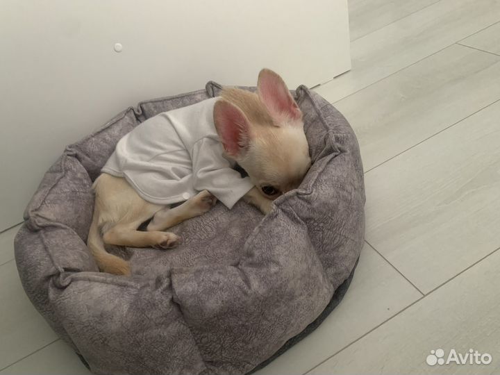 Щенок помчи