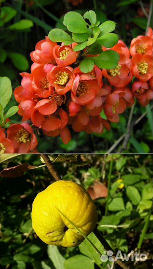 Саженцы айвы японской