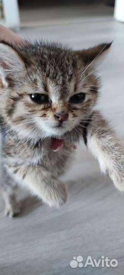 Кошка в дар бесплатно