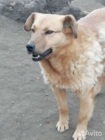 Ищут дом собаки