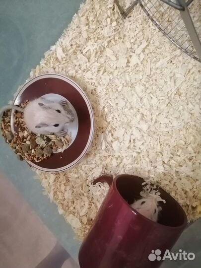Монгольская песчанка