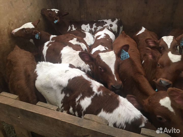 Телята мясной породы