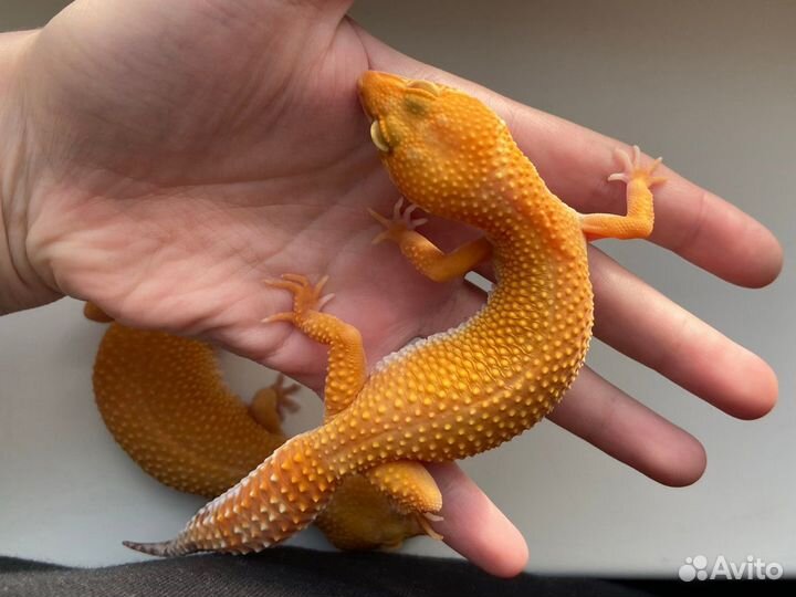 Эублефары Sunglow TA 2023 самки