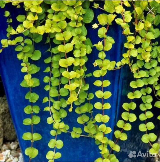 Вербейник монетчатый