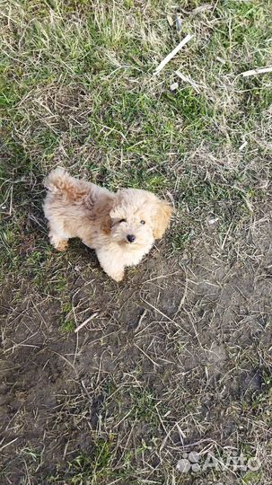 Пудель девочка