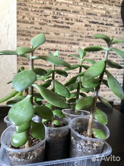 Толстянка. Денежное дерево