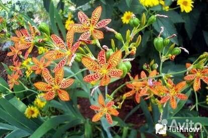 Беламканда