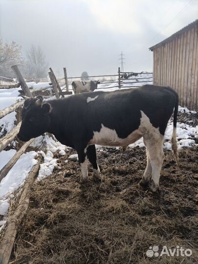 Коровы и быки на мясо