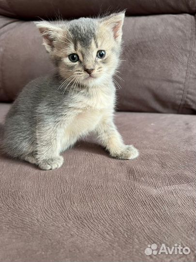 Абиссинские котята