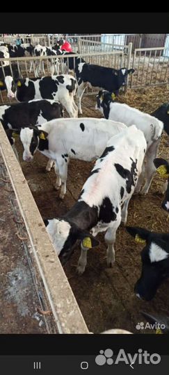 Бычки швицы