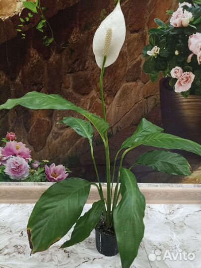 Спатифиллум