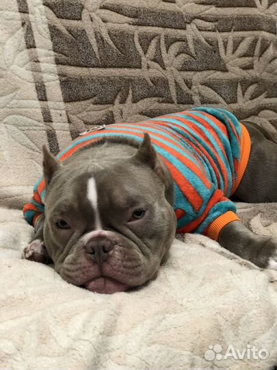 Американский булли