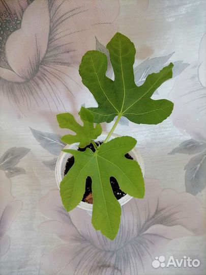 Инжир комнатный