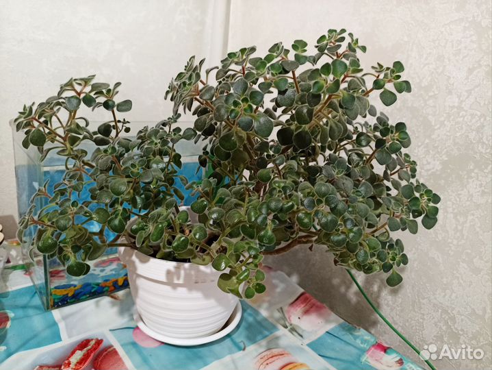 Аихризон дерево любви