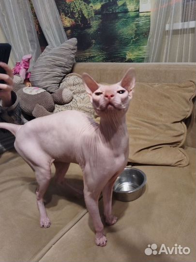 Донской сфинкс