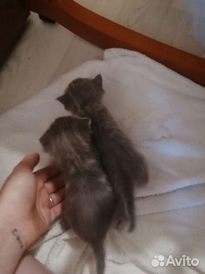 Шотландские котята