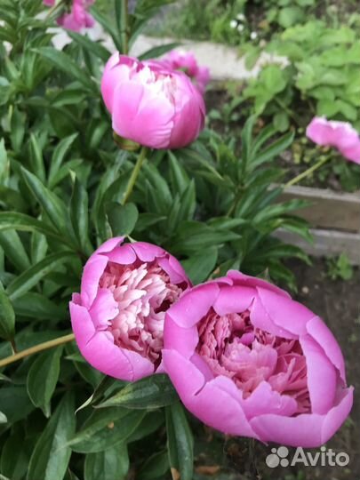 Пионы розовые