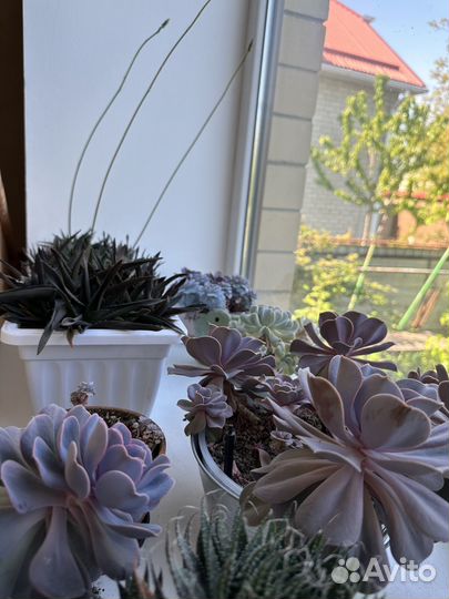 Суккуленты