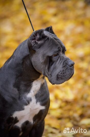 Вязка Кане Корсо