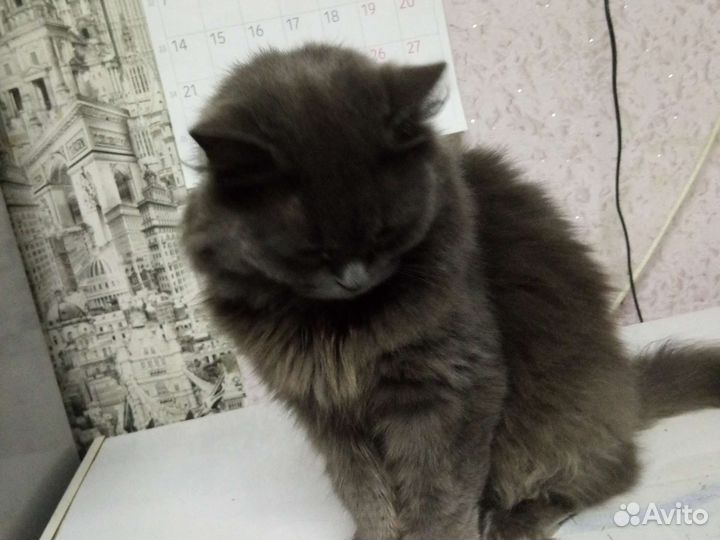 Отдам кошку