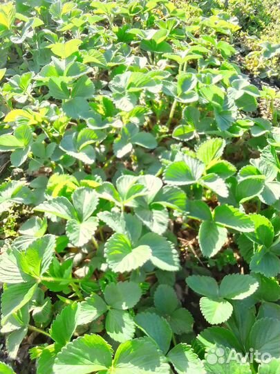 Рассада клубники