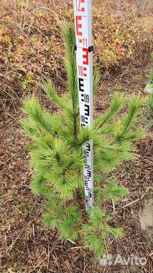 Сосна румелийская (балканская, македонская)