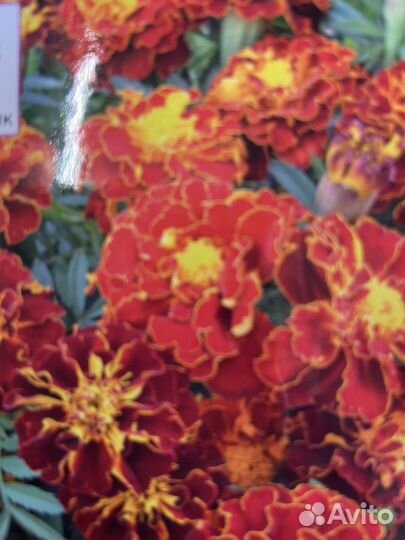 Бархатцы Семена 2023г