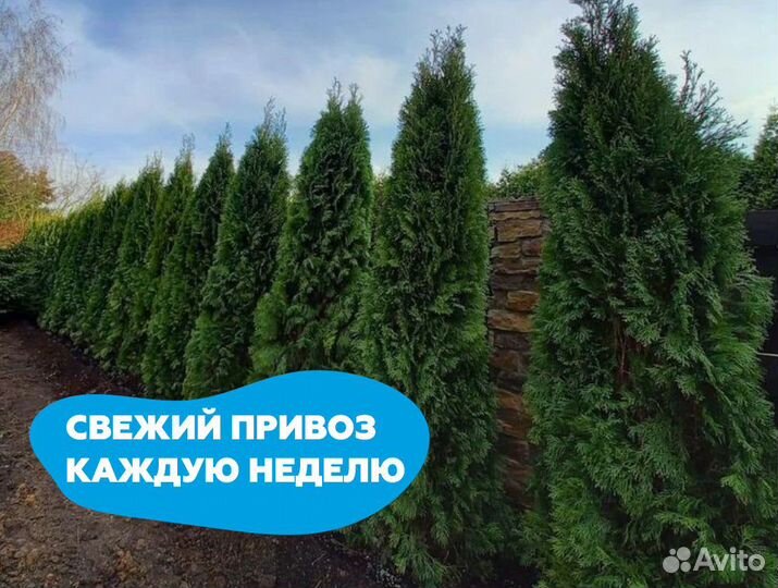 Туя 180 см