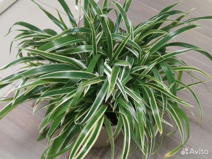 Хлорофитум Бихета, мюленбекия