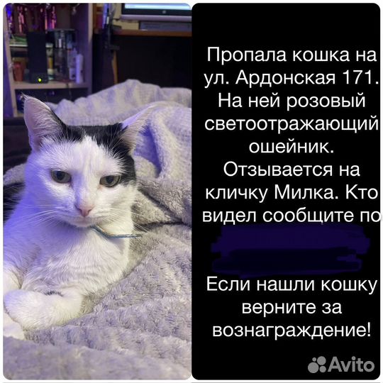 Кошки