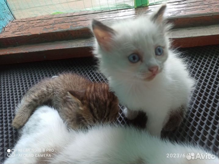 Отдам 2 котят