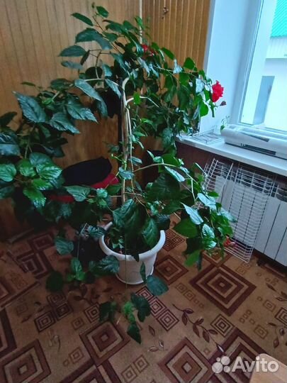 Цветок китайской розы