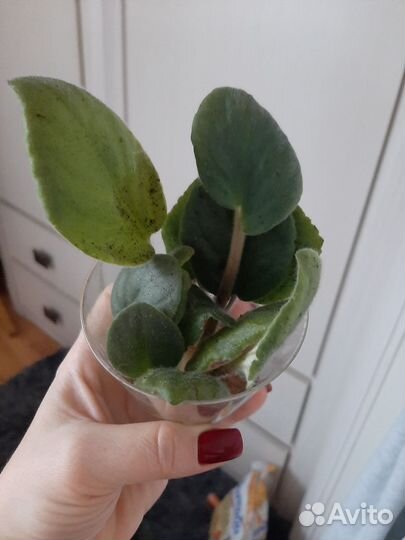 Лист фиалки