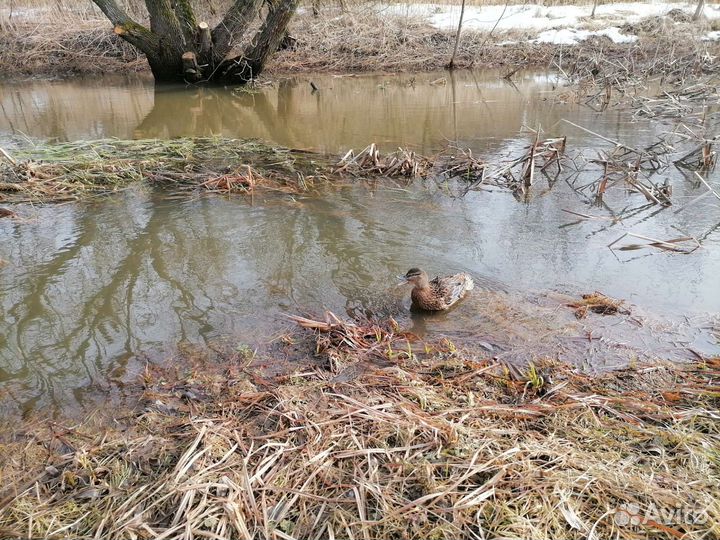 Утка подсадная