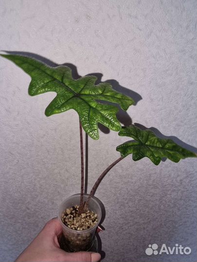 Алоказия фрайдек вариегатная